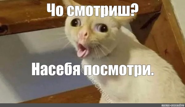 Кашляющий кот мемы