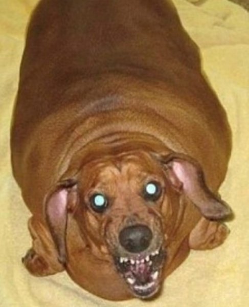 Сосиска собакасобака