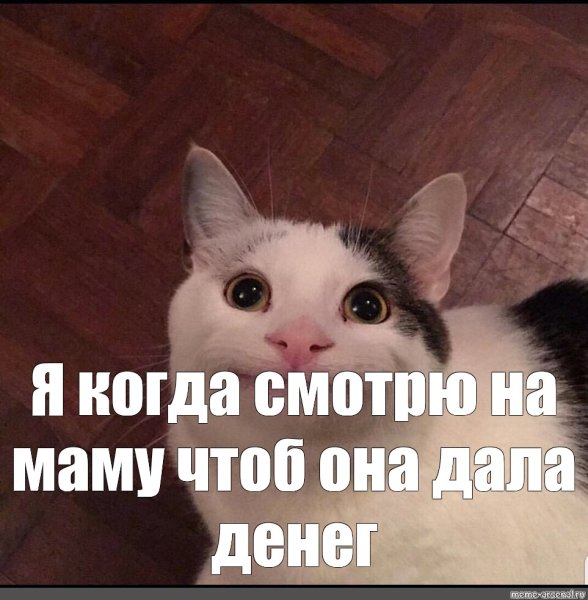 Мемы с кошками