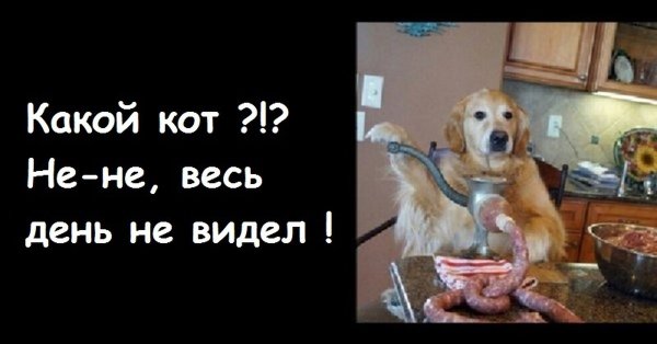 Мем собака крутит фарш