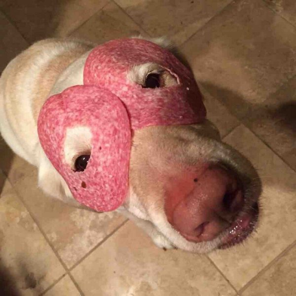 Смешные животные до слёз