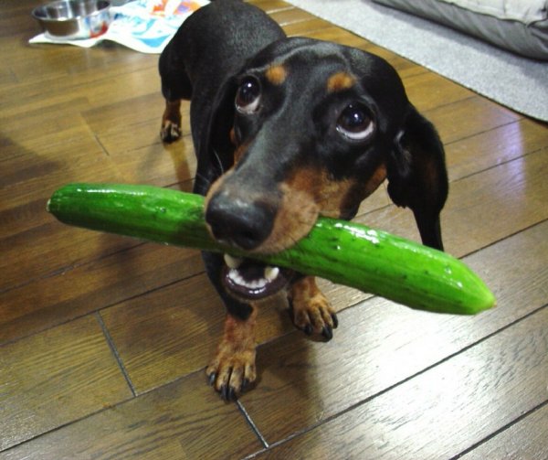 Такса сосиска