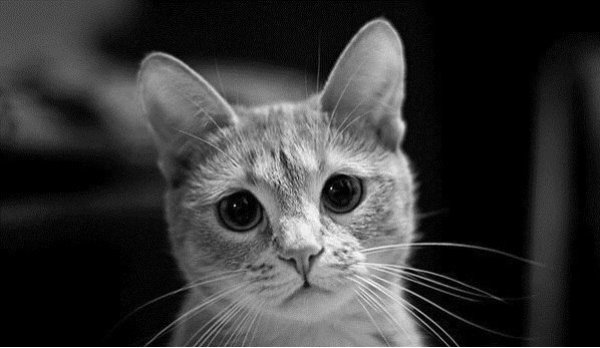 Котик прости