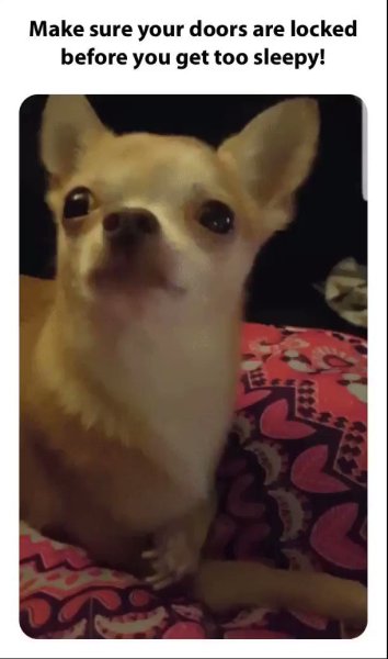 Злая чихуахуа