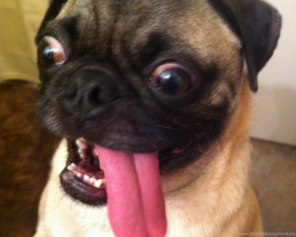 Мопс с выпученными глазами