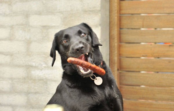 Собака сосиска