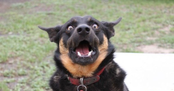 Офигевшая собака