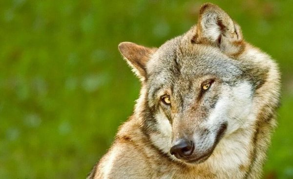 Хитрый волк