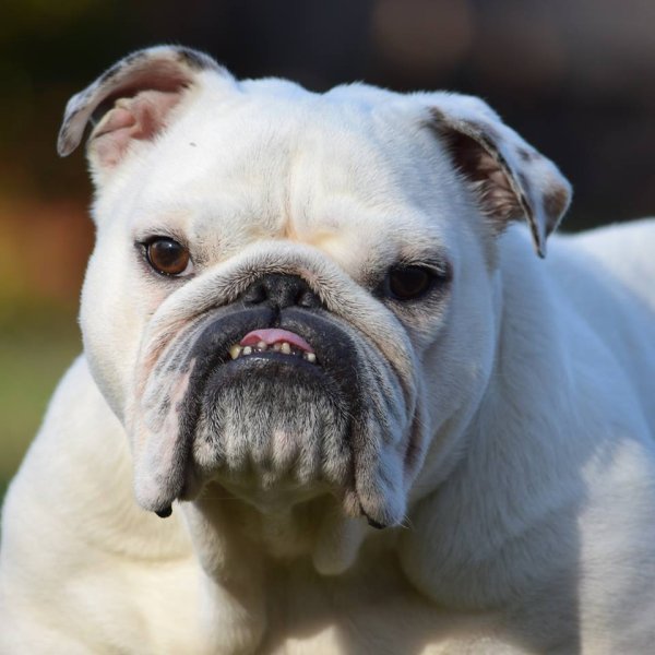 Бельгийский бульдог