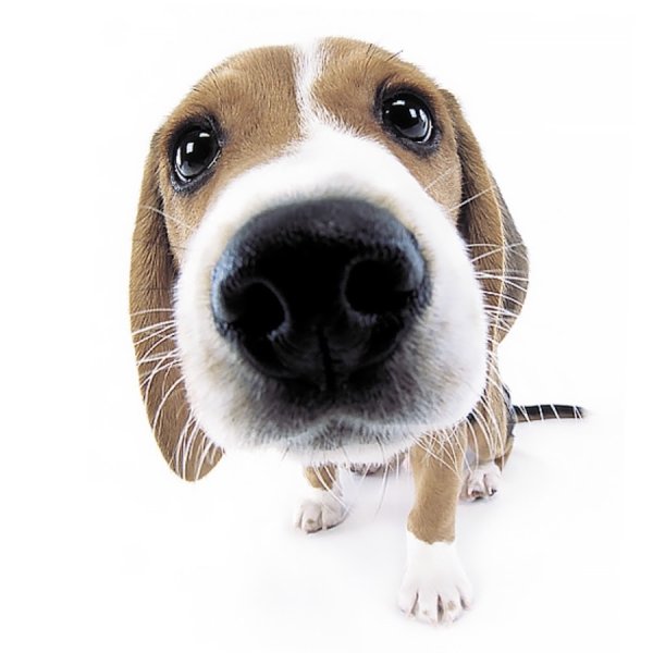 Джек Рассел и кега