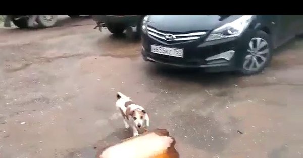 Собака и пивная кега