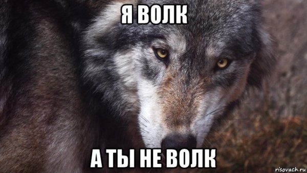Волк Мем