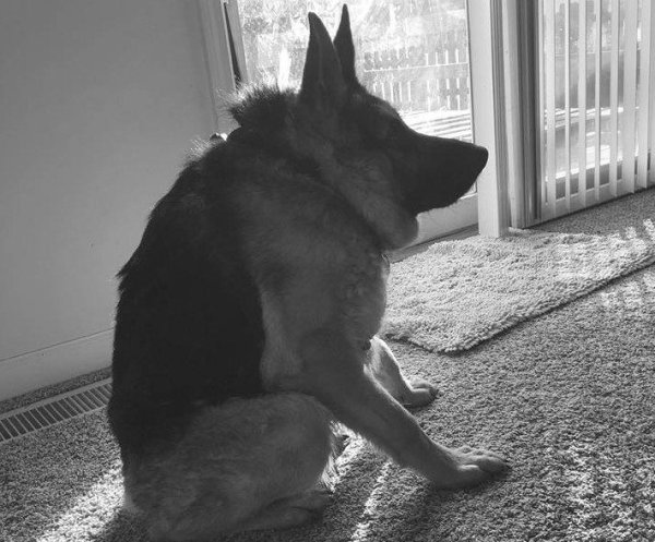 Немецкая овчарка Квазимодо