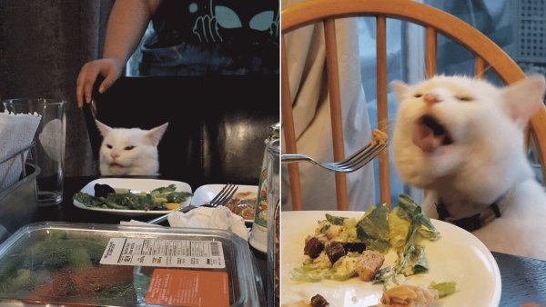 Недовольный кот за столо