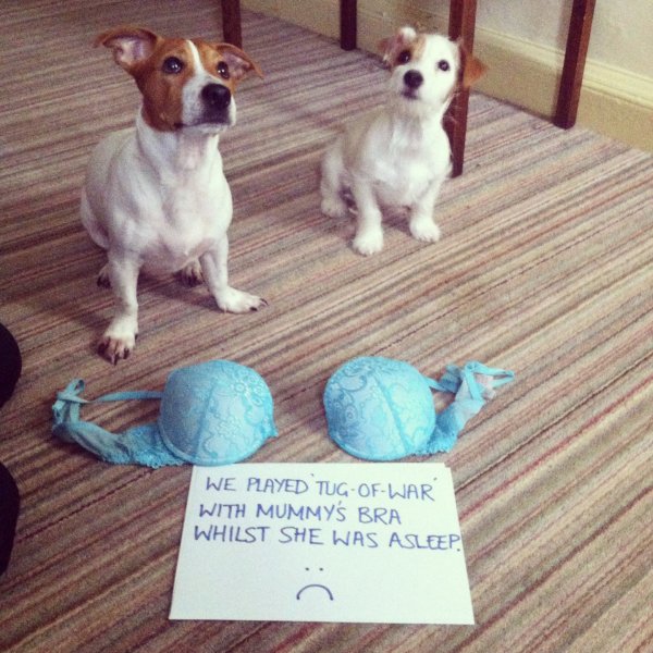 Джек Рассел терьер смешно