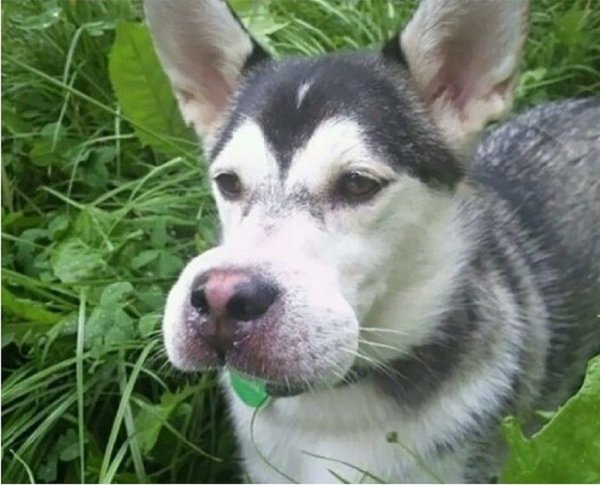 Собаку укусила пчела