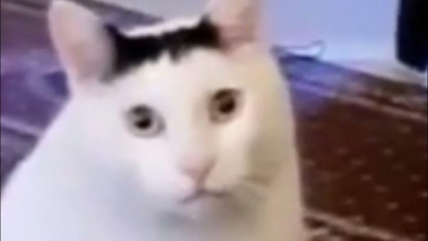 Толстый кот кивает