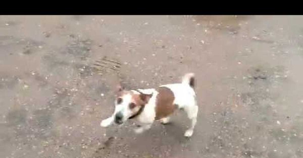 Собака Джек Рассел и кега