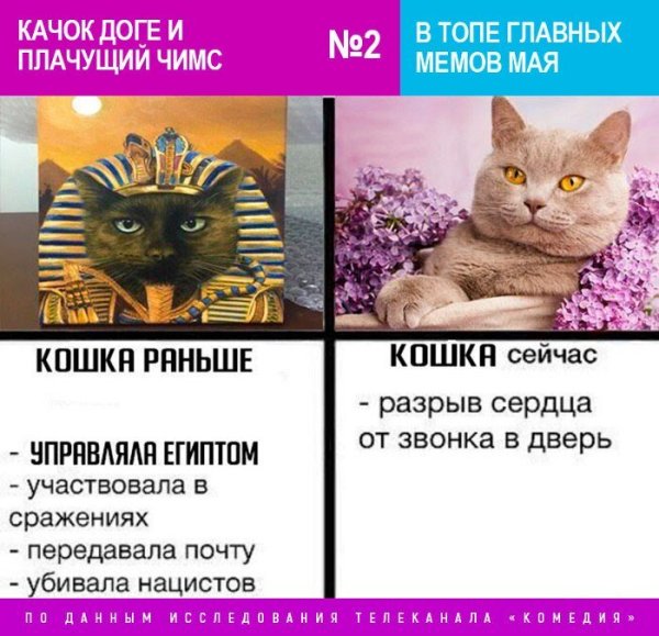 Коты мемы