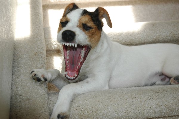 Собака Джек Рассел терьер