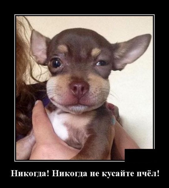 Пчелы покусали собаку прикол