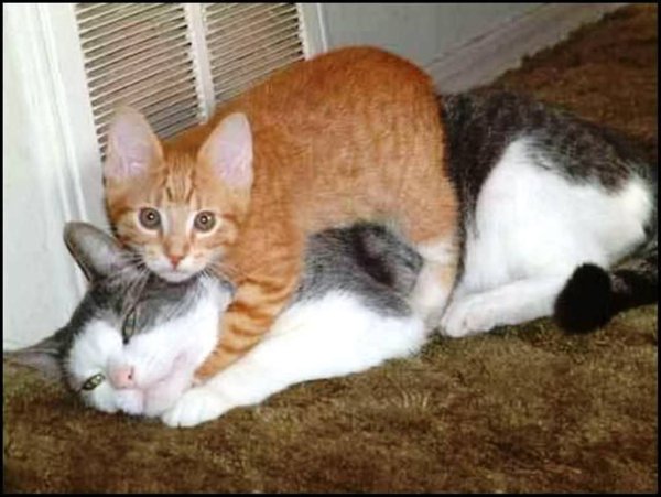 Кот бьет другого кота