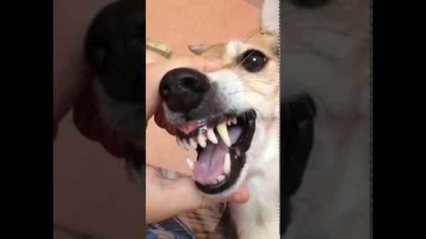 Собака говорит ля ля ля