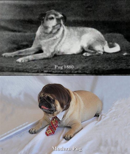 Мопс изначальная порода