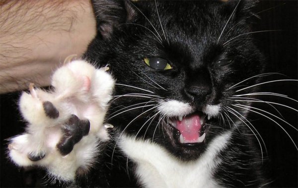 Котики кусаются
