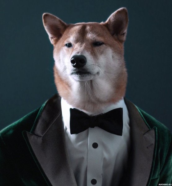 Собака в смокинге