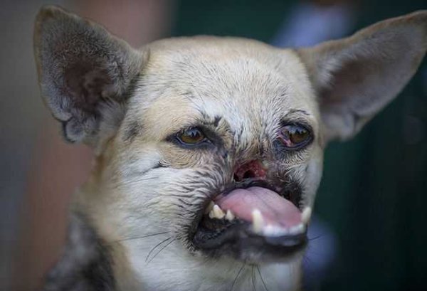 Короткая собака болезнь