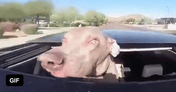 Гифки автомобили смешные