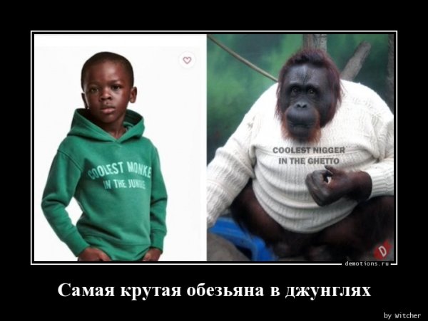 Самая крутая обезьянв ы джунглящ