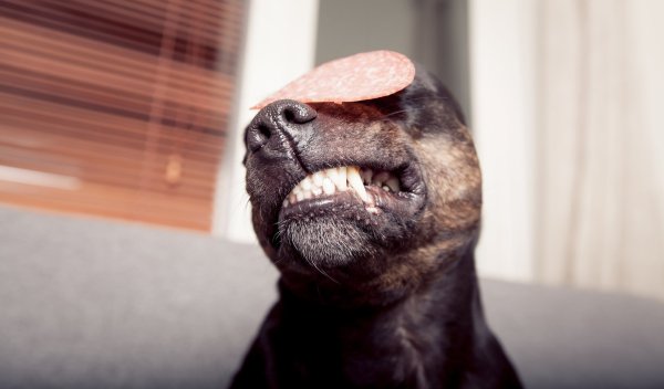 Колбаса для собак