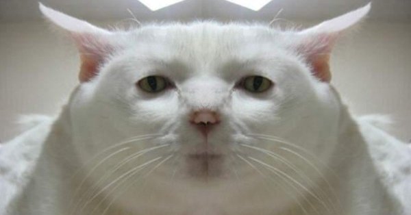 С белым котом