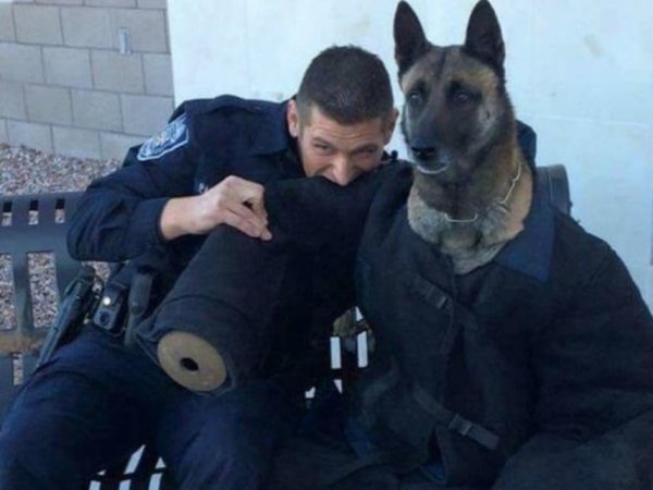 Полиция немецкая овчарка Мухтар