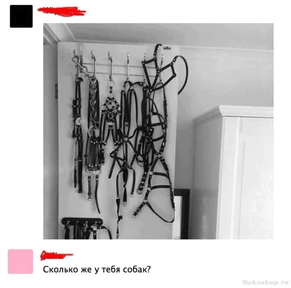 Сколько же у тебя собак