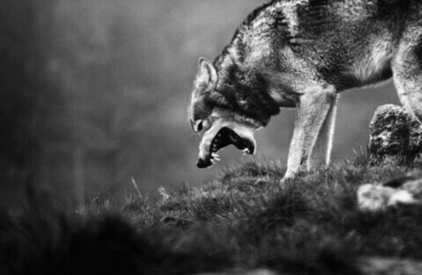 ААА трава ненавижу