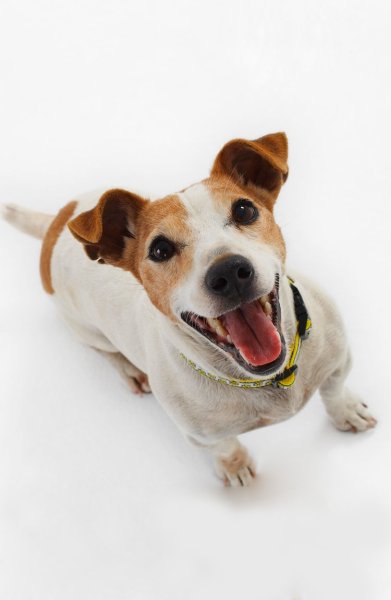 Джек Рассел терьер Майли