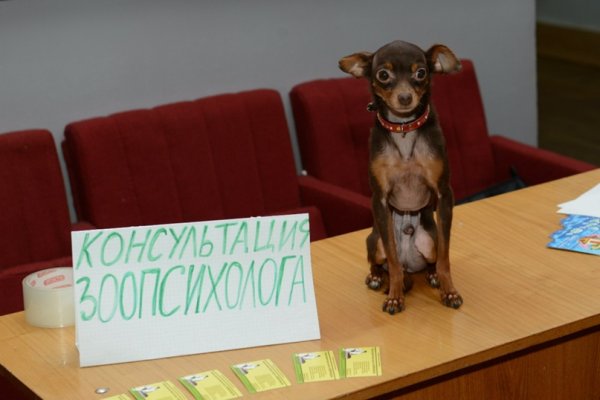 Собака психотерапевт