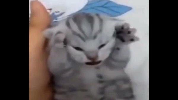 Котенок закрыл уши и кричит Мем