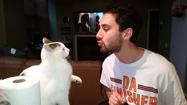 Кот бьет лапой гиф