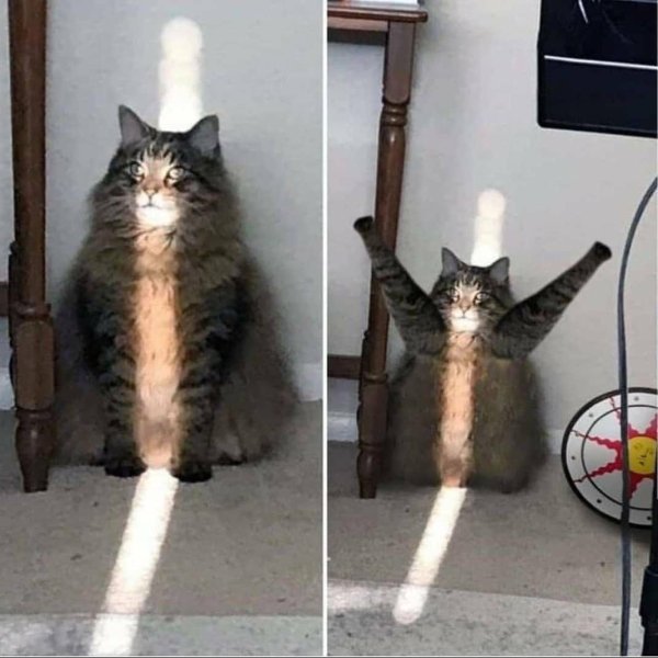 Мемы с котиками