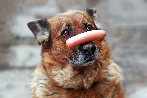 Собака с лакомством на носу