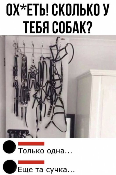ОГО У тебя столько собак Мем