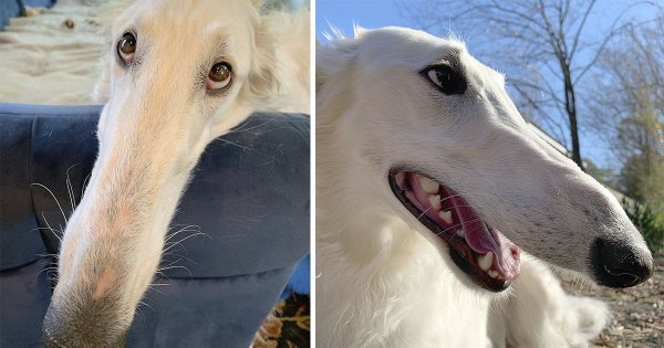 Борзая Эрис собака