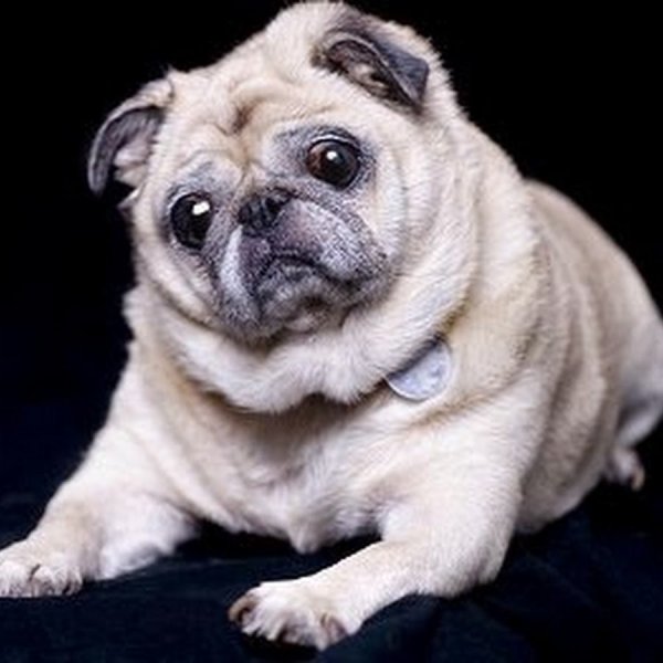 Мопс брахицефал