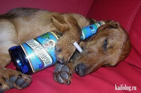 Бобик собака