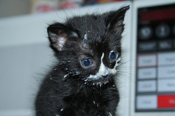 Котенок испачкался