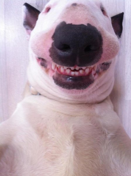 Собака улыбается